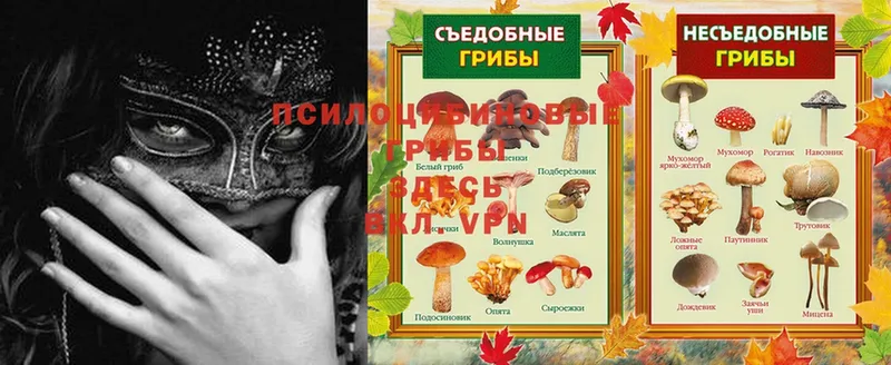 Псилоцибиновые грибы Psilocybine cubensis  Нефтегорск 